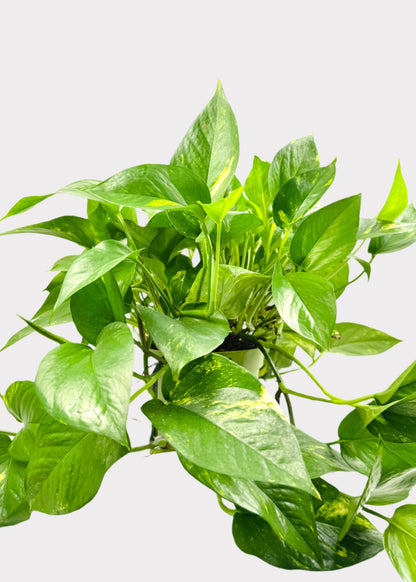 Pothos - Golden