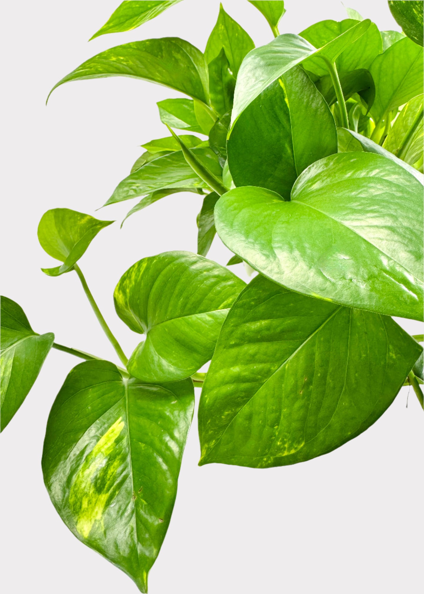 Pothos - Golden