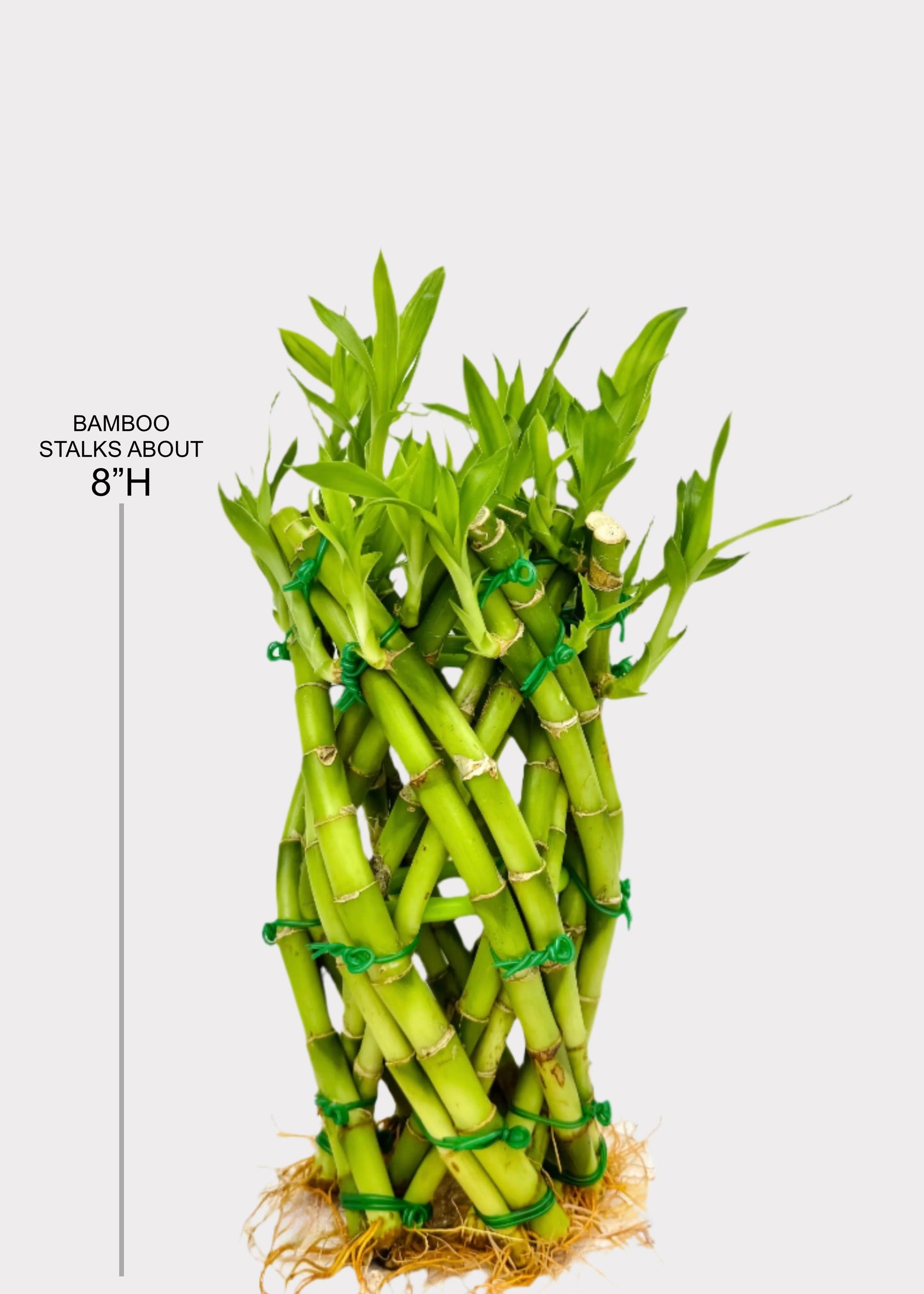 Lucky Bamboo - Pineapple