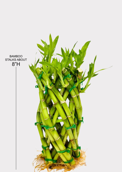 Lucky Bamboo - Pineapple