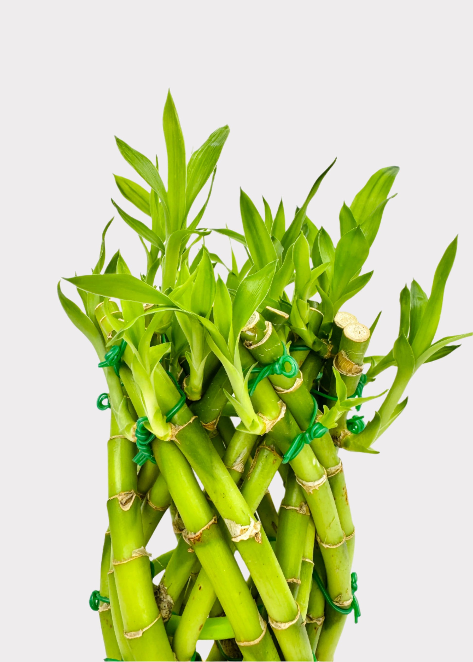 braided pineapple lucky bamboo Lucky Bamboo