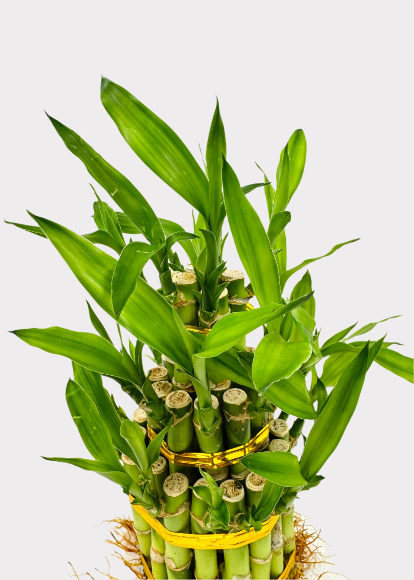3 Level Small Lucky Bamboo