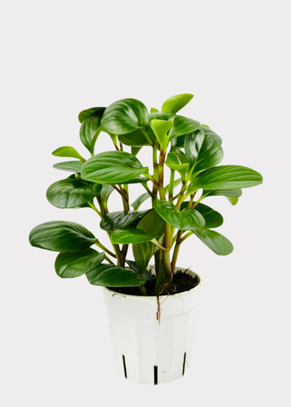 Peperomia Obtipan