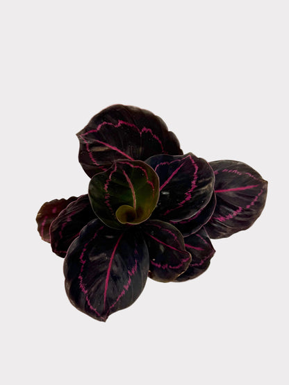 Calathea - Dottie