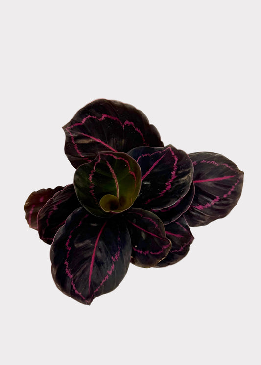 Calathea - Dottie