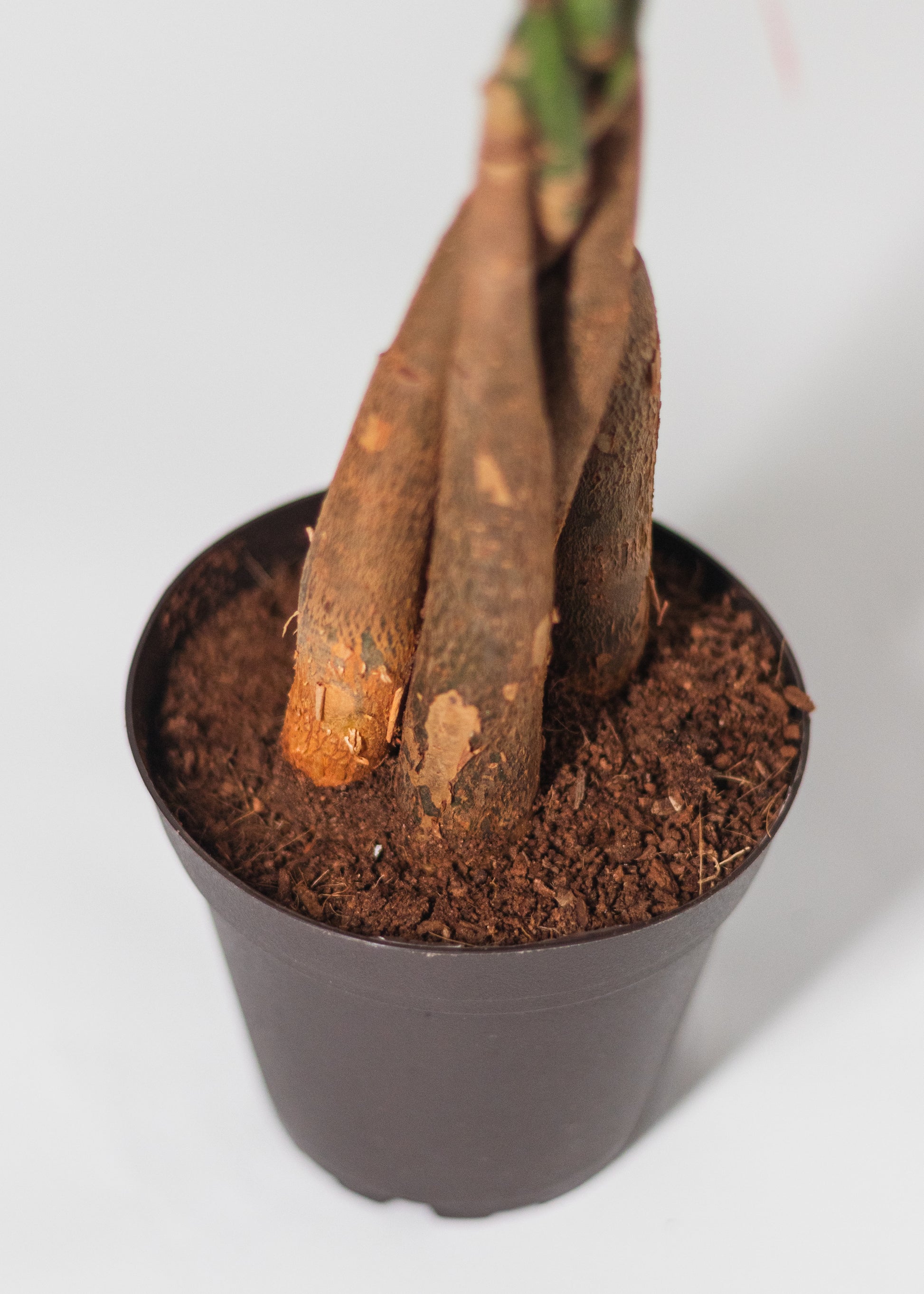 root bridges money plant Money Tree