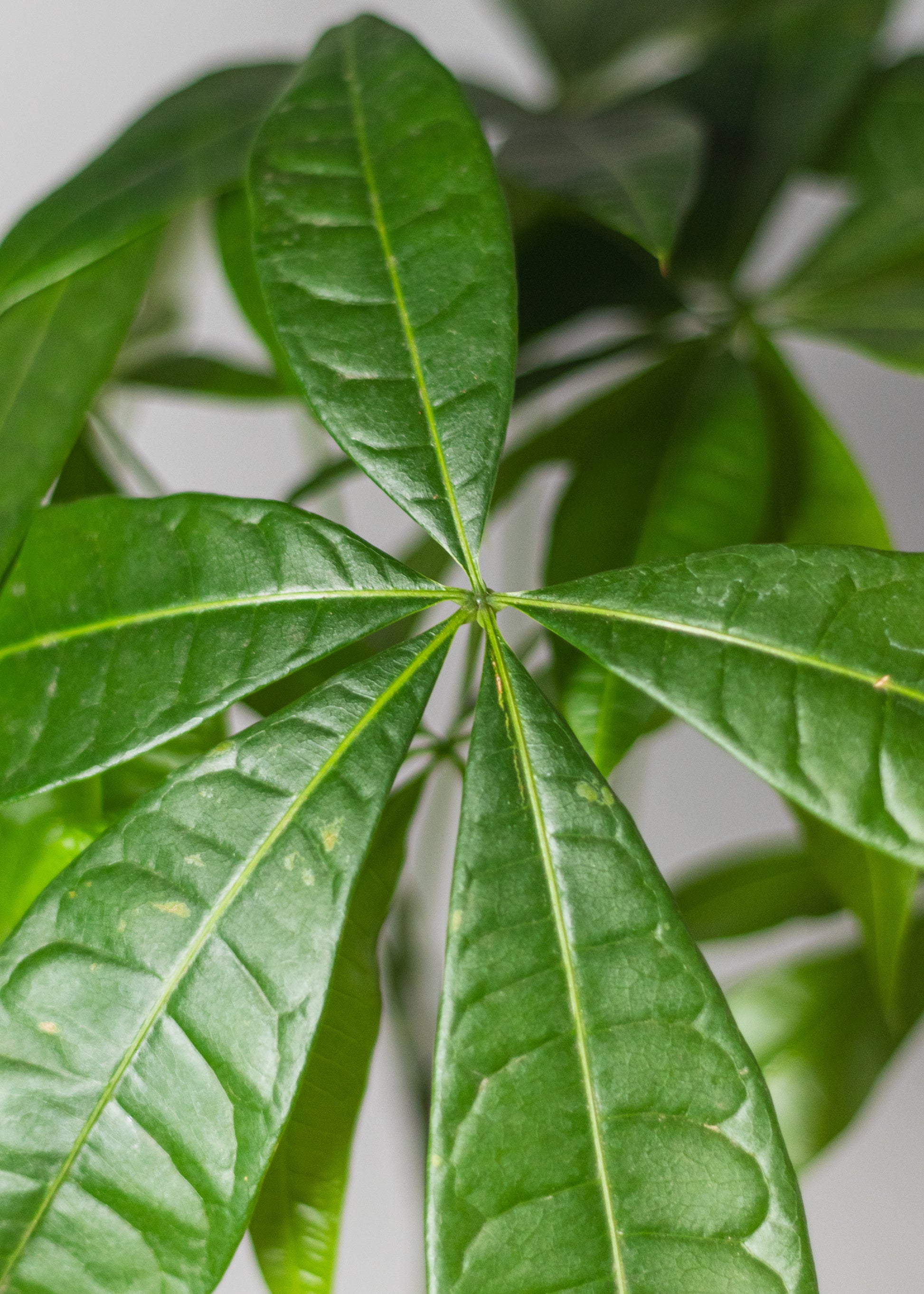 closest money tree to me Money Tree