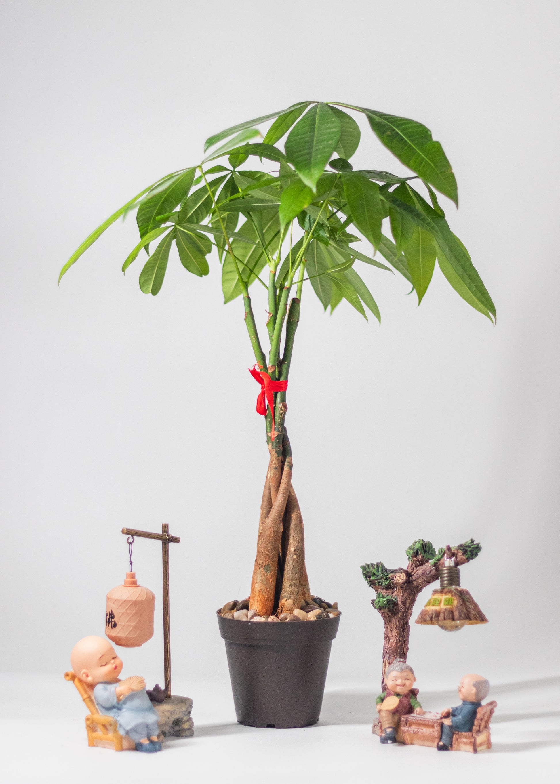 money tree rainbow Money Tree