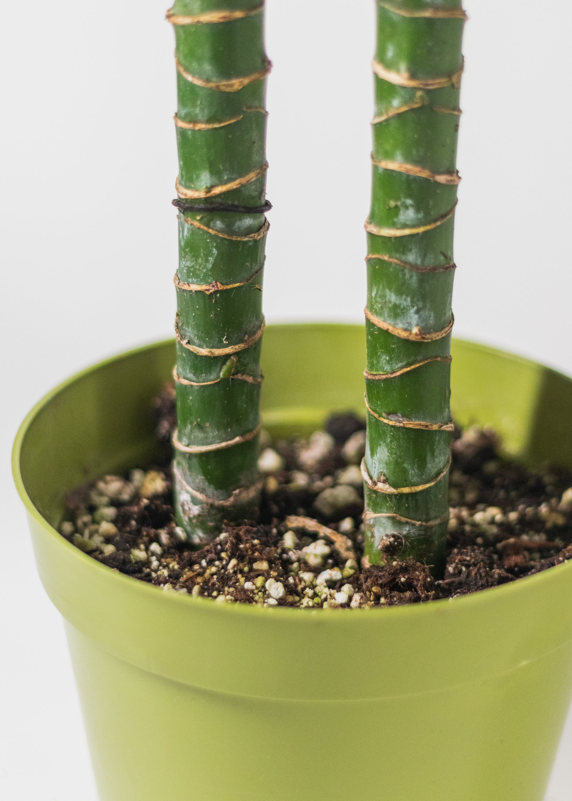 dracaena philippines Dracaena – Lisa Cane