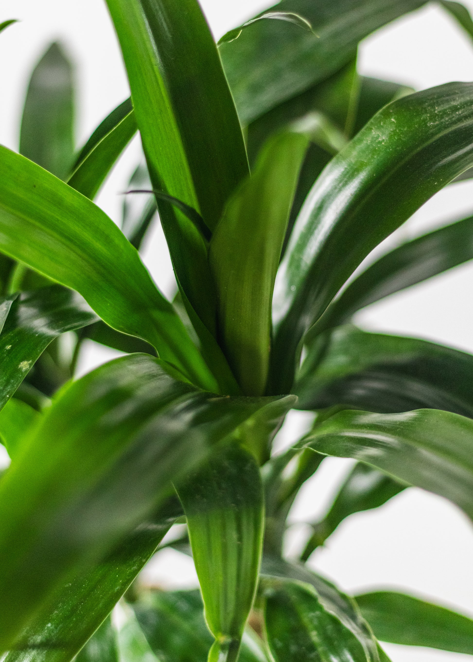 dracaena elegance cane care Dracaena – Lisa Cane – Rainbow