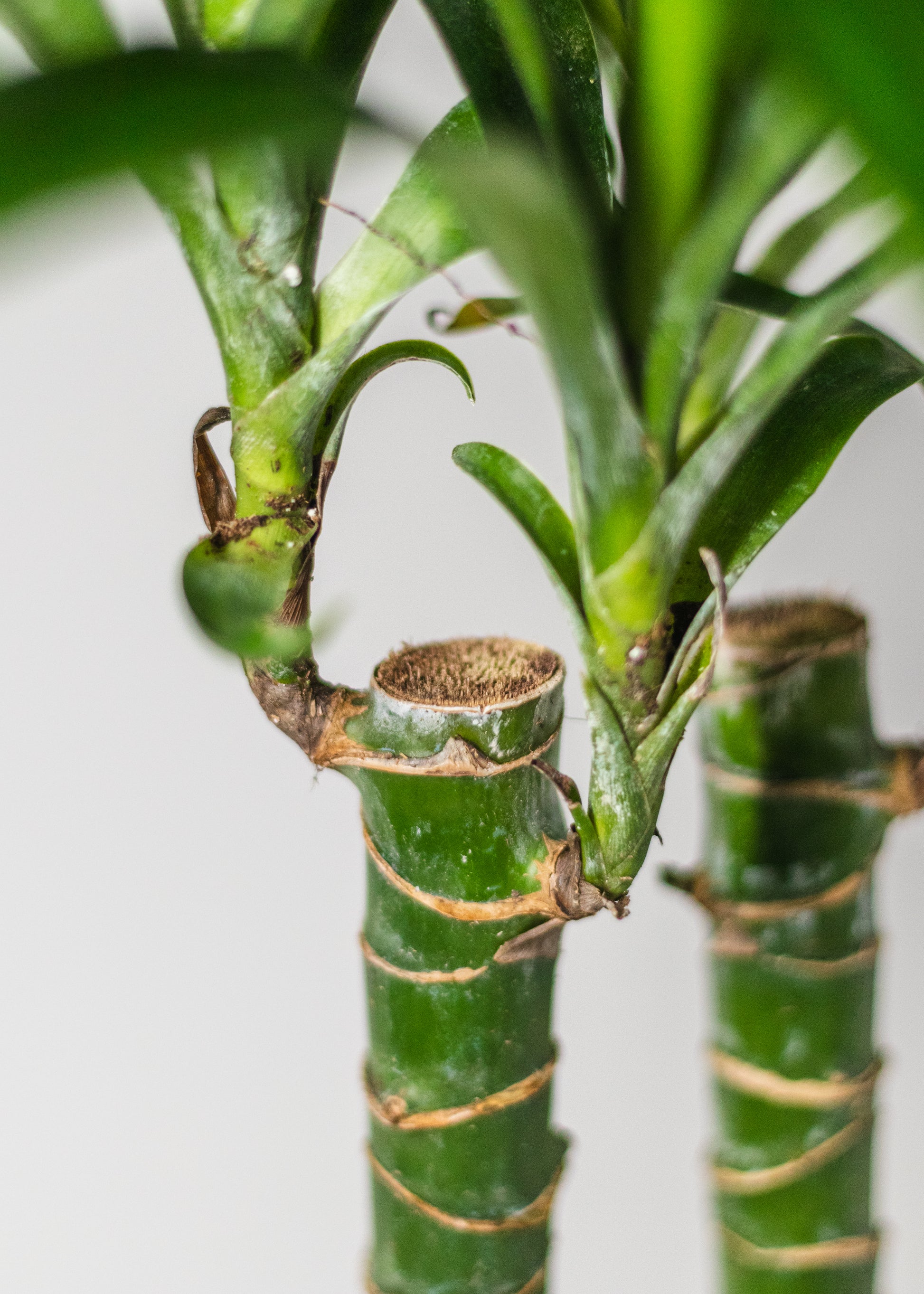 dracaena soft stem Dracaena – Lisa Cane – Rainbow