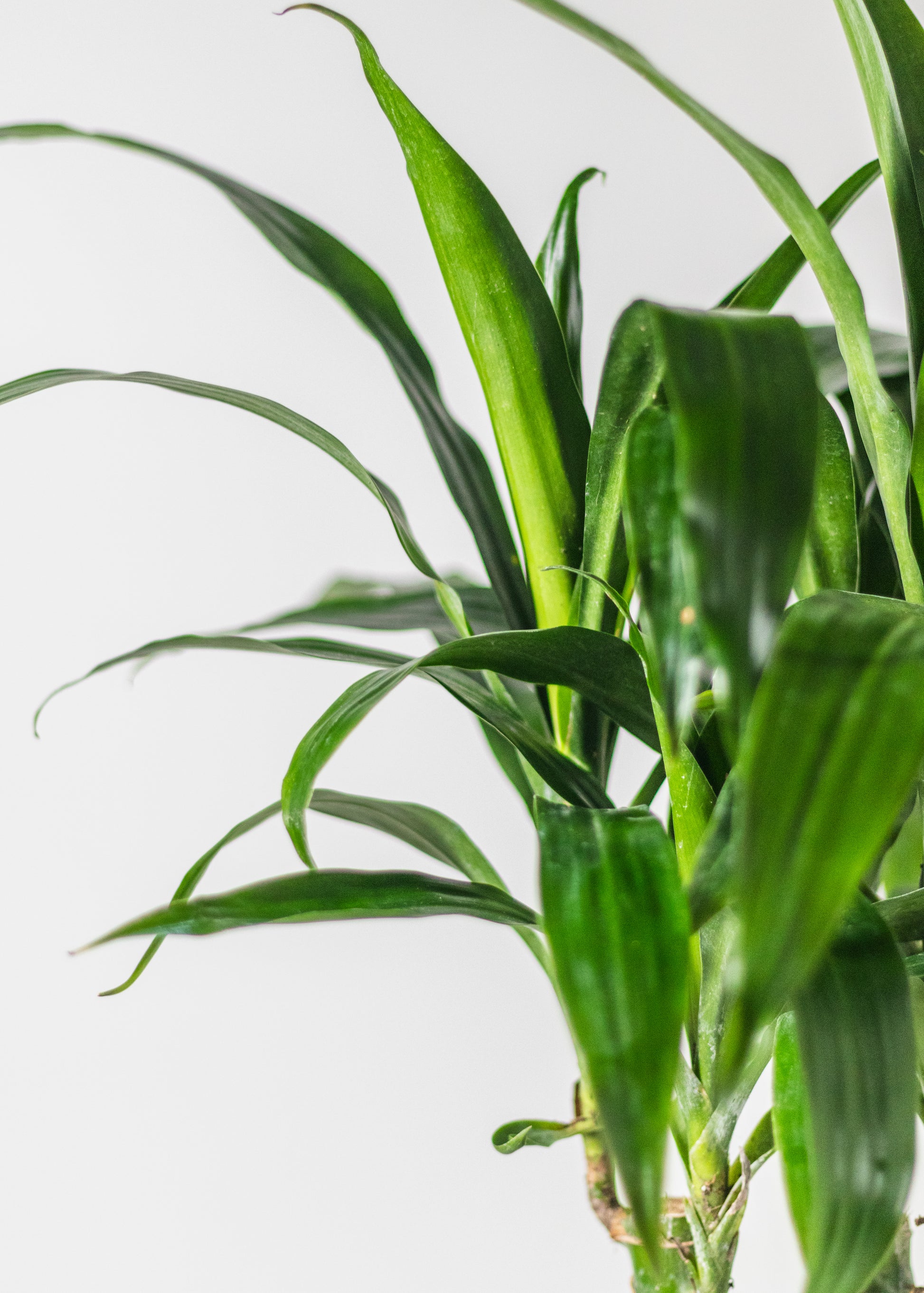 dracaena lisa brown tips Dracaena – Lisa Cane – Rainbow