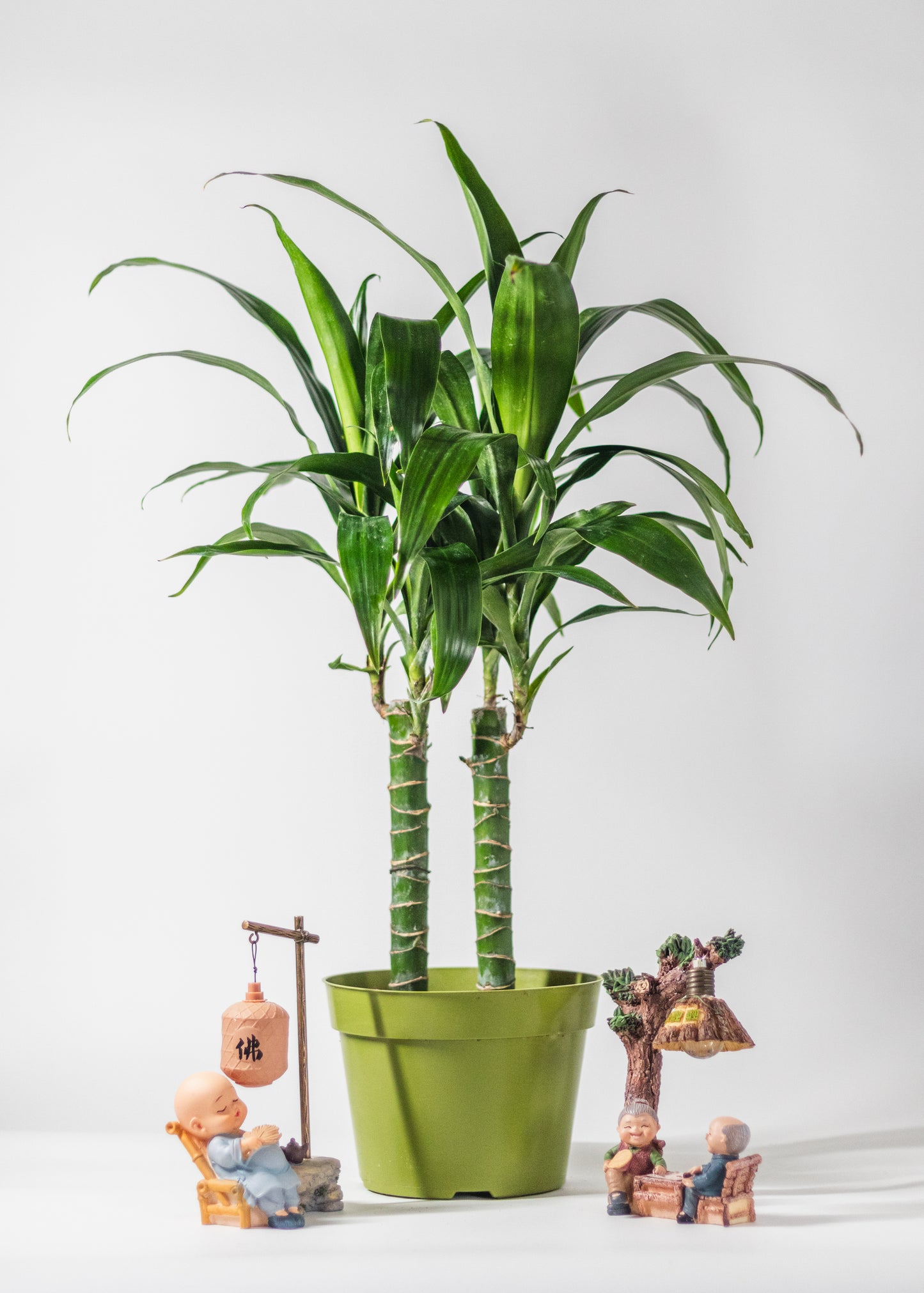 dracaena and pets Dracaena – Lisa Cane – Rainbow