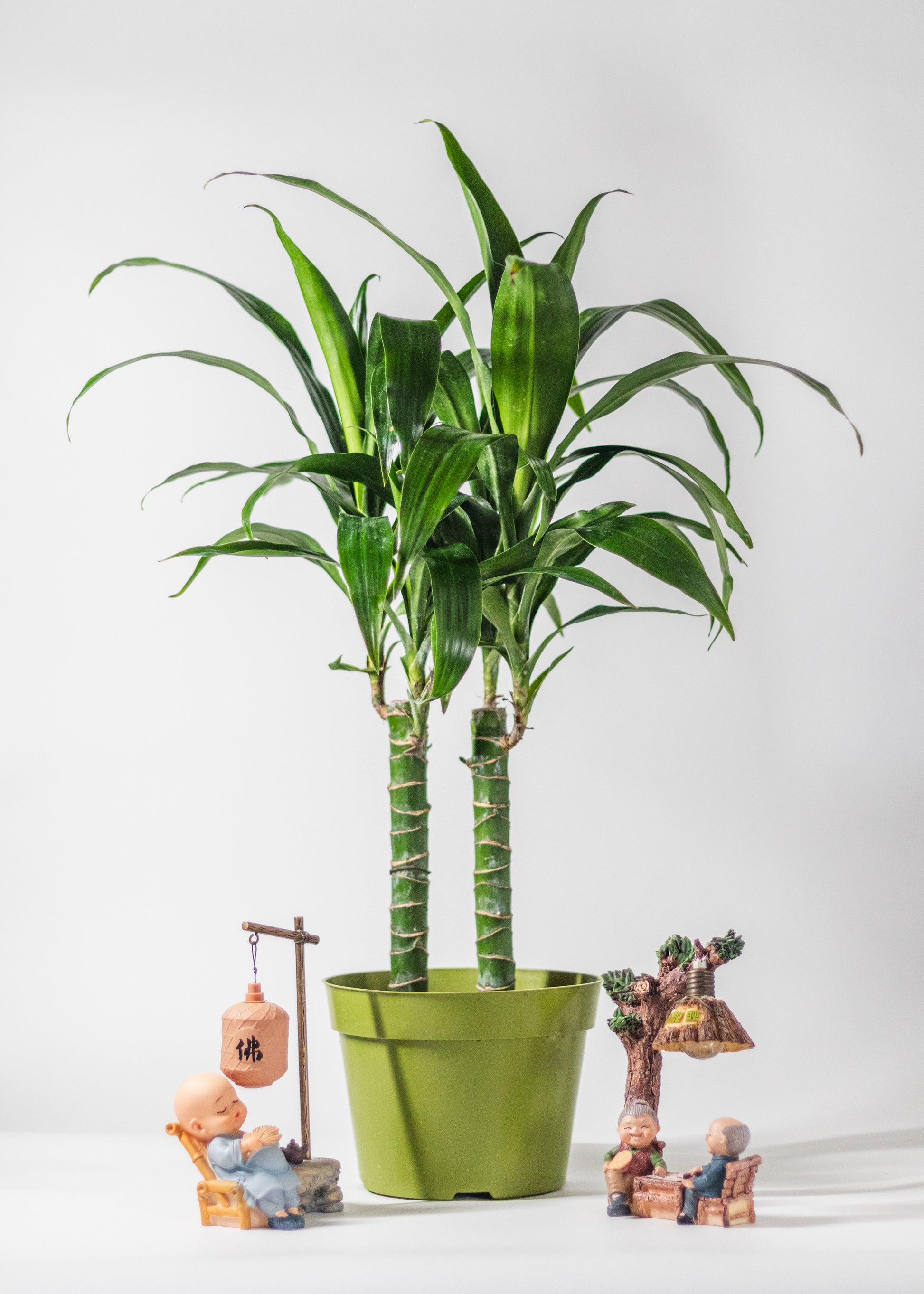 dracaena lisa cane Dracaena – Lisa Cane – Rainbow