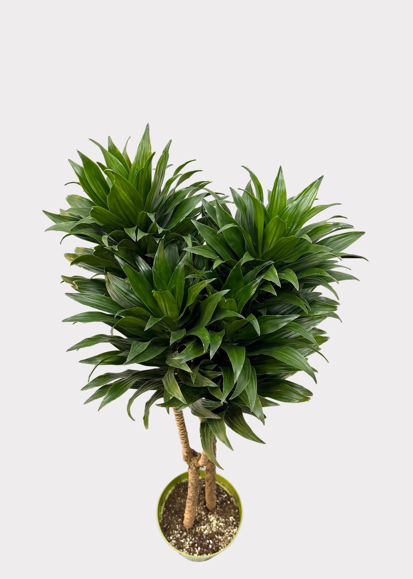 Dracaena Compacta – Multi-Growth