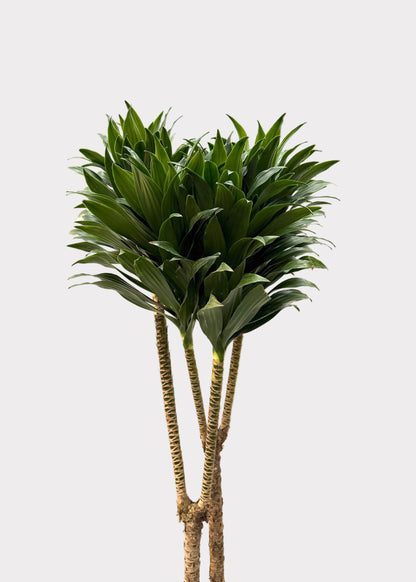 Dracaena Compacta – Multi-Growth