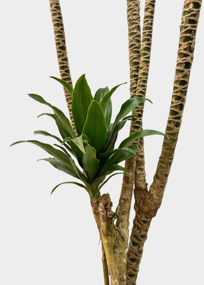 Dracaena Compacta – Multi-Growth