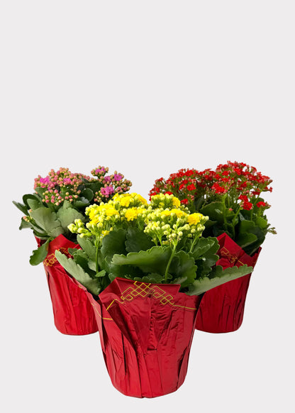 Kalanchoe Blossfeldiana