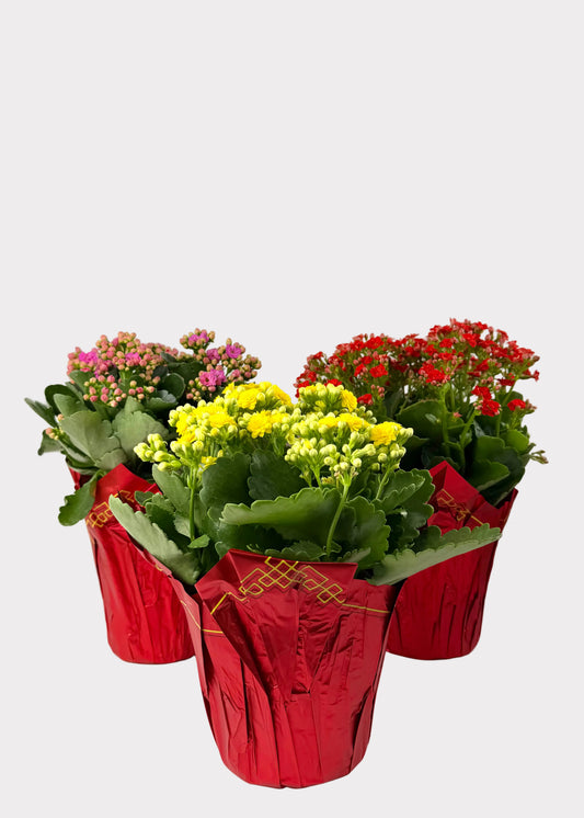 Kalanchoe Blossfeldiana