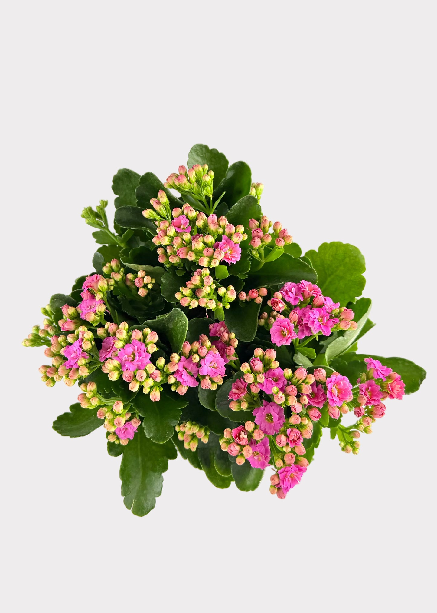 Kalanchoe Blossfeldiana