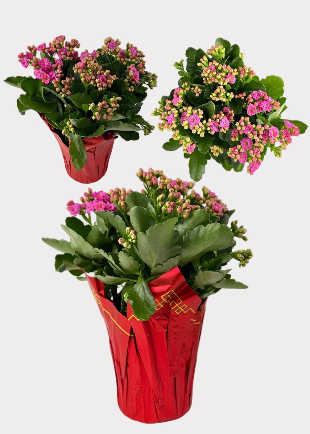 Kalanchoe Blossfeldiana