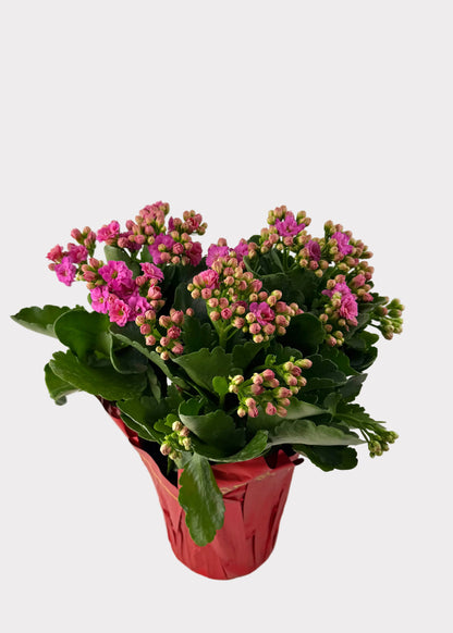 Kalanchoe Blossfeldiana