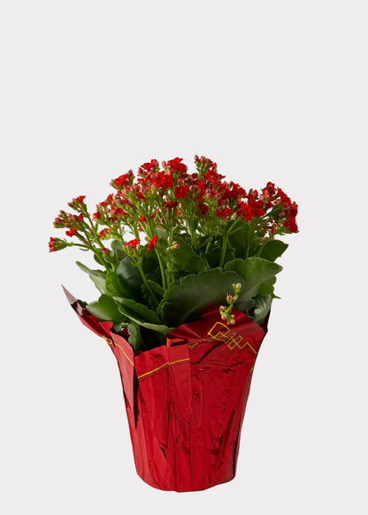 Kalanchoe Blossfeldiana