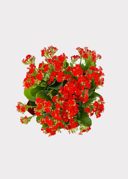 Kalanchoe Blossfeldiana