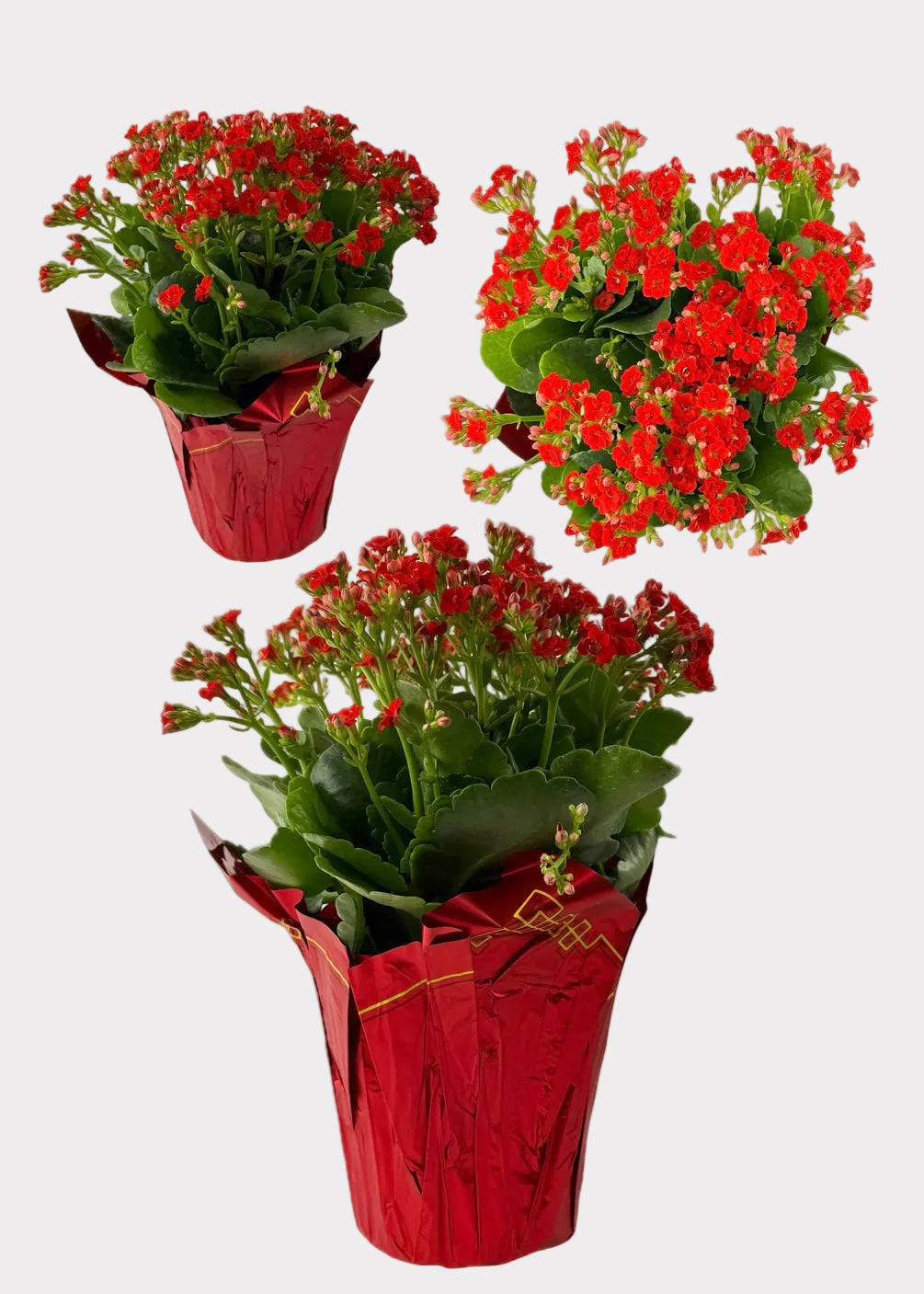 Kalanchoe Blossfeldiana