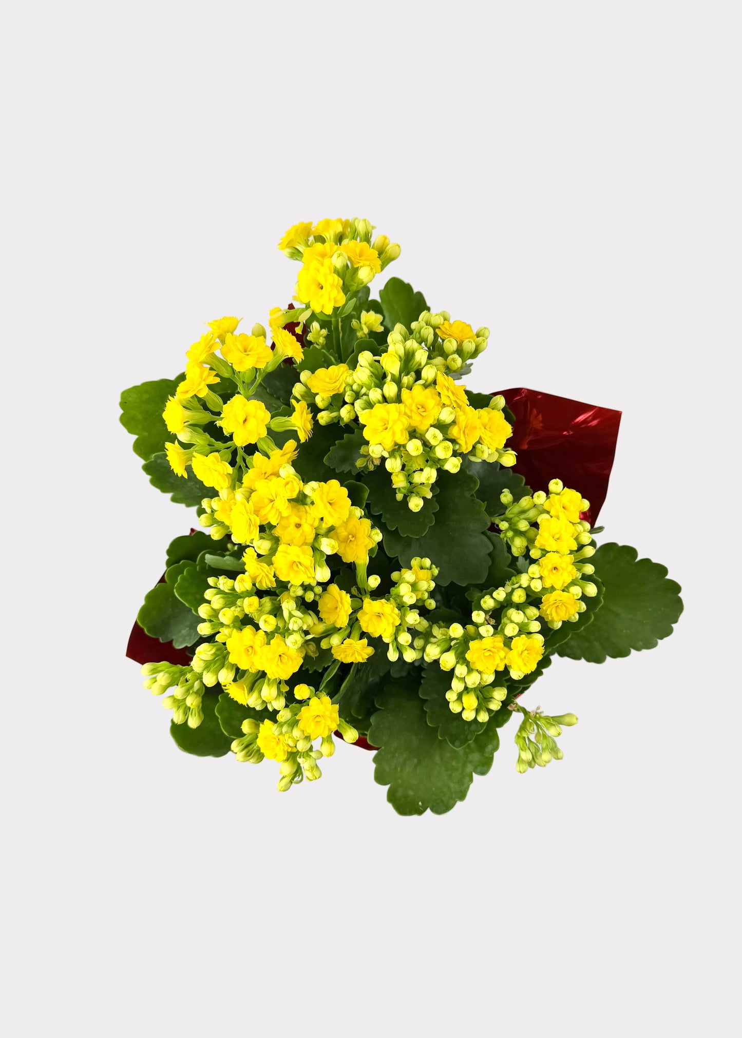 Kalanchoe Blossfeldiana