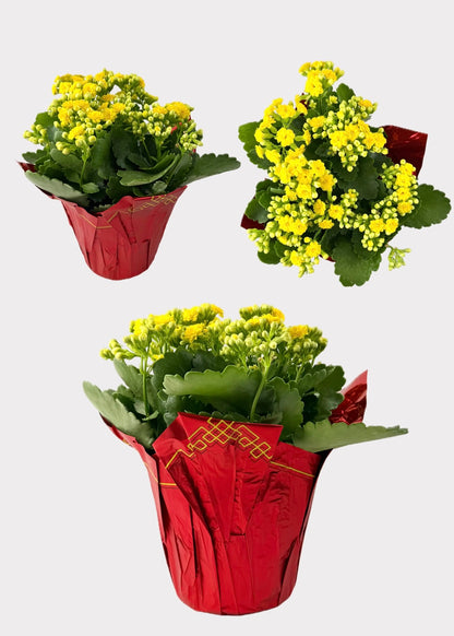 Kalanchoe Blossfeldiana