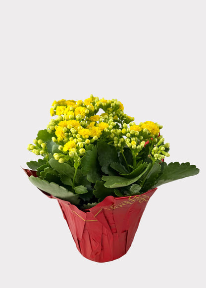 Kalanchoe Blossfeldiana