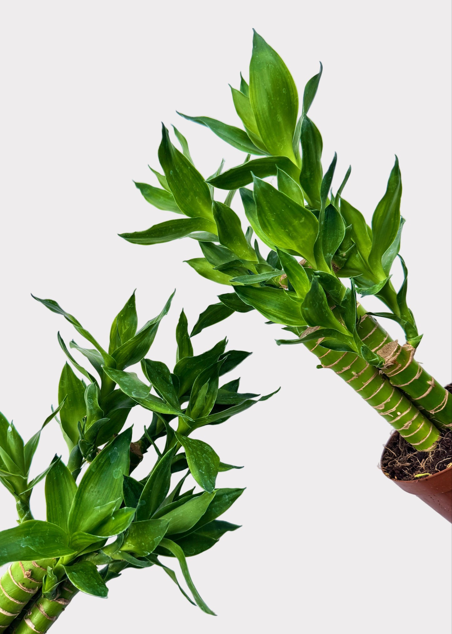 Lucky Bamboo - Straight Multi-Growth (Potted)