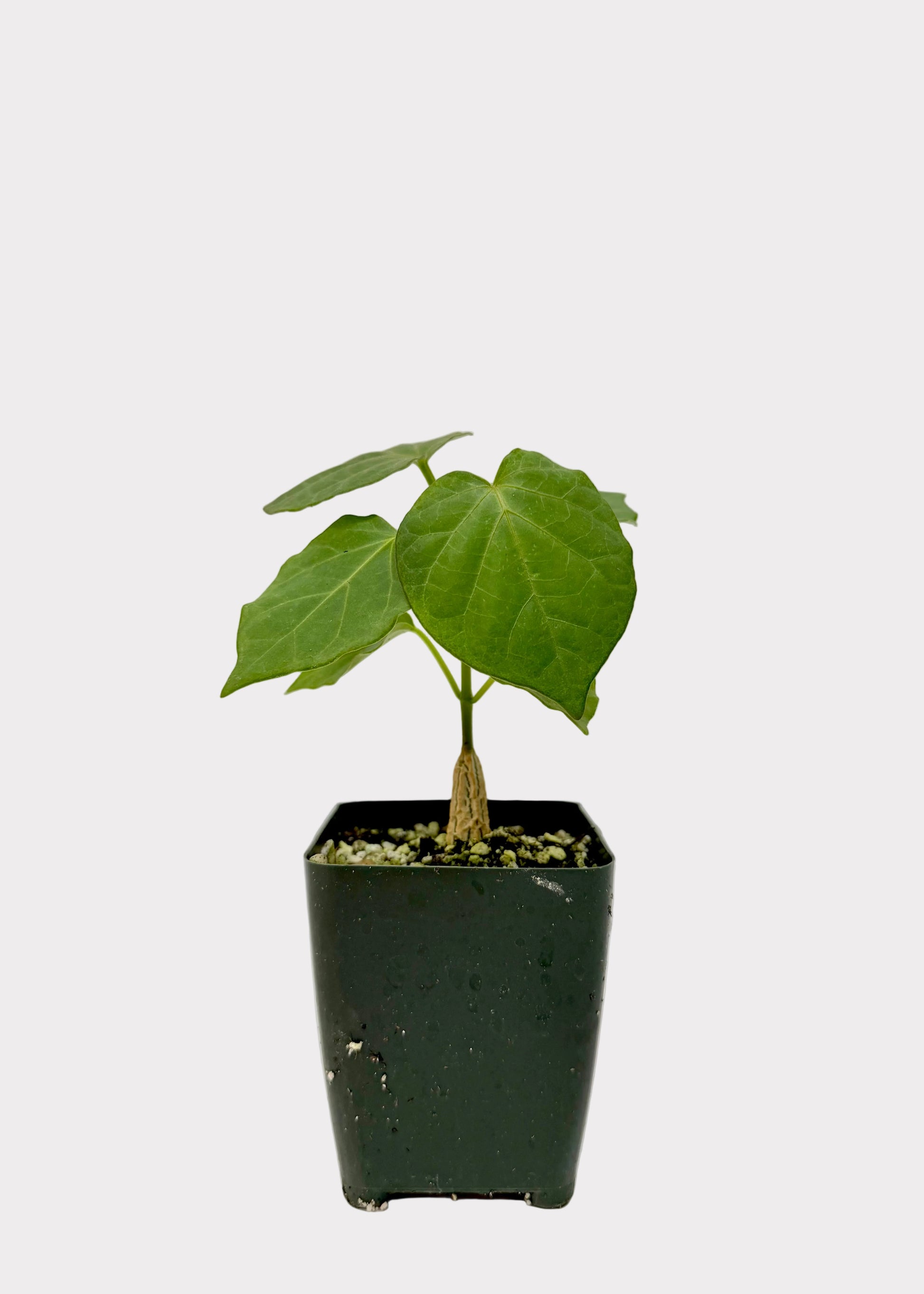 Small potted plant with green leaves on a white background
