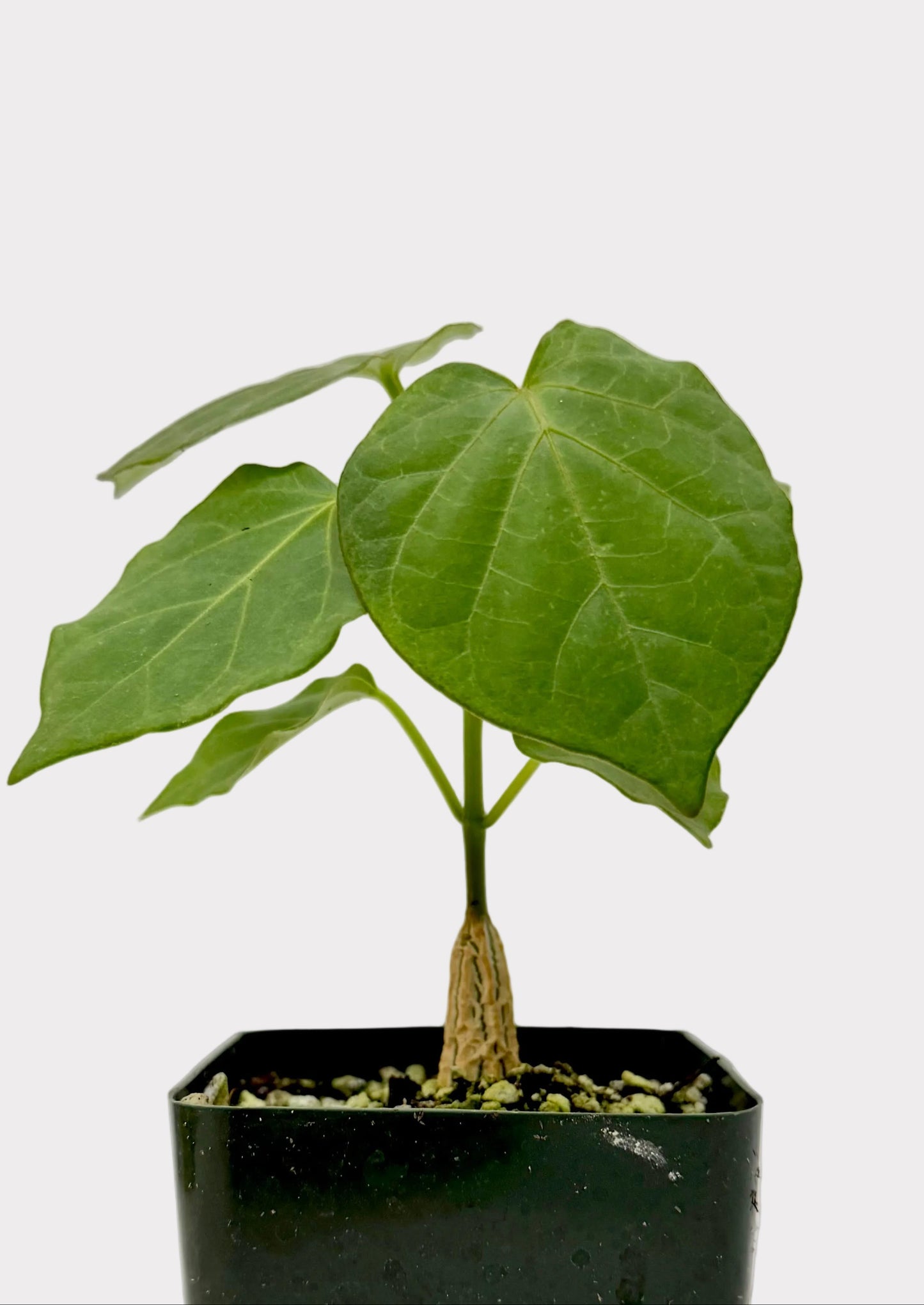 Small potted plant with green leaves on a white background