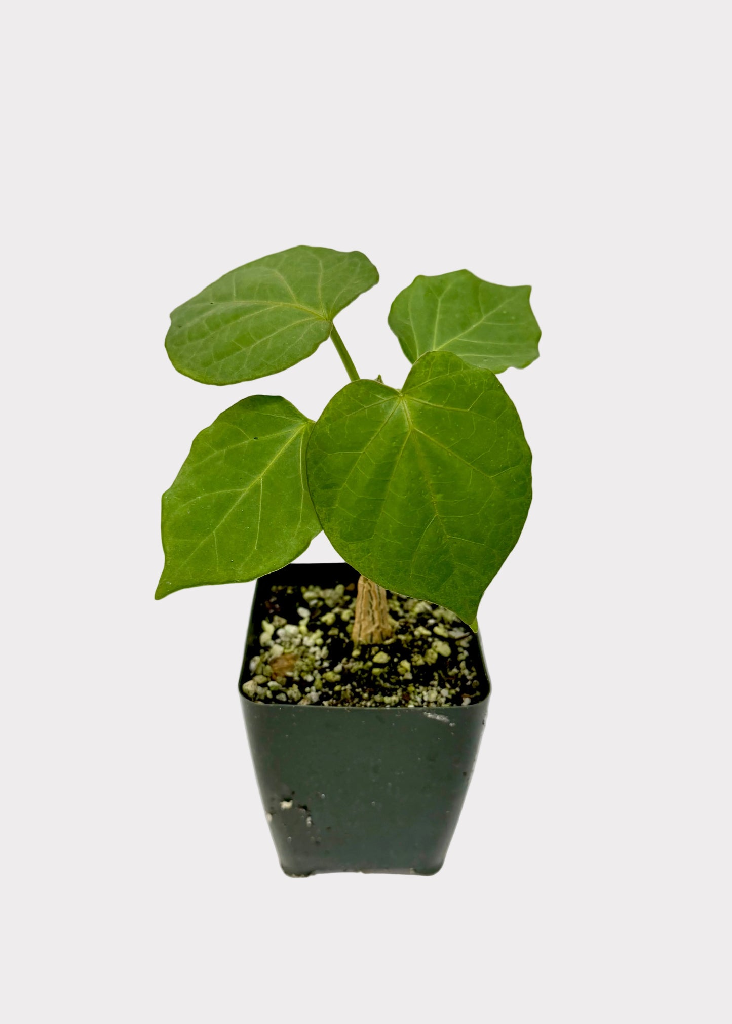 Small potted plant with green leaves on a white background