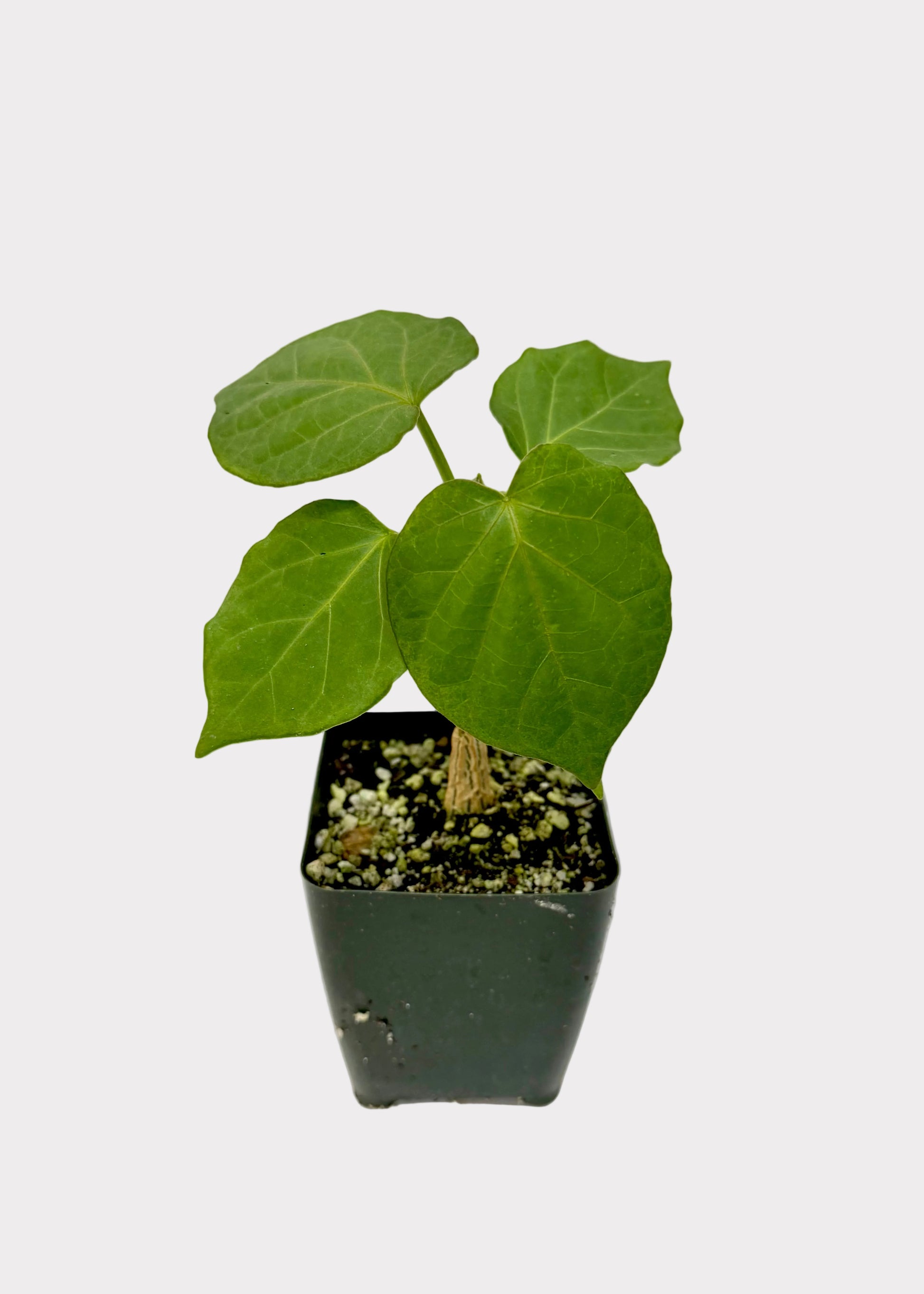 Small potted plant with green leaves on a white background