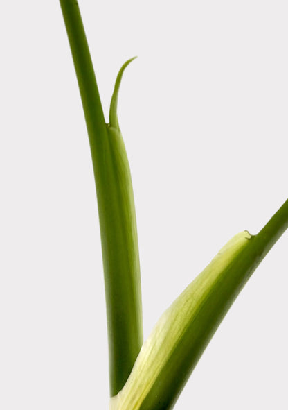 Monstera Burle Marx Flame