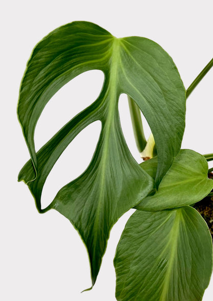Monstera Burle Marx Flame