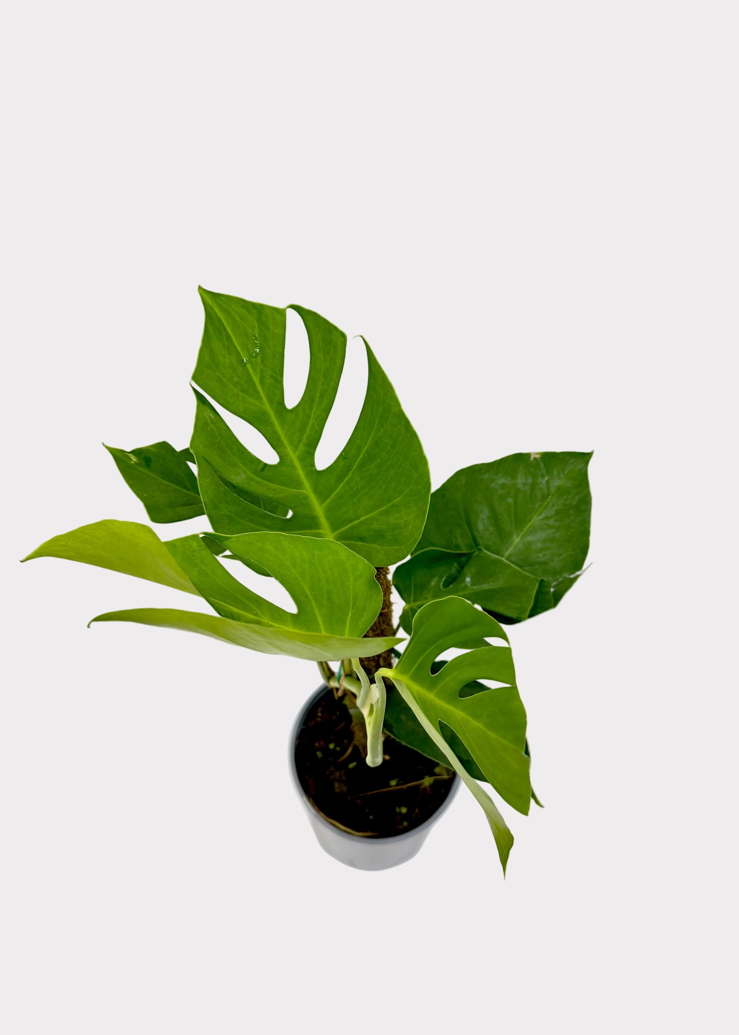 Potted plant with large green leaves on a white surface