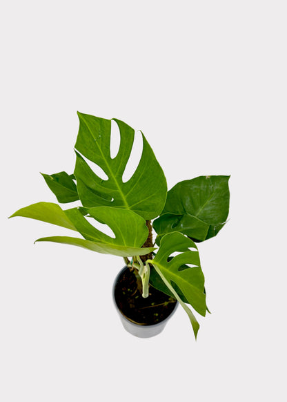 Potted plant with large green leaves on a white surface