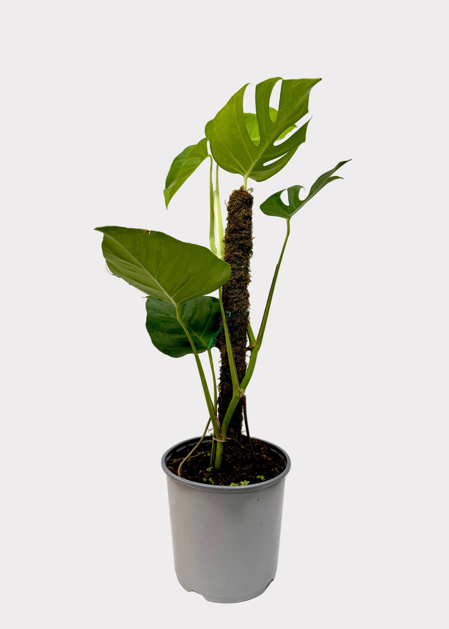 Potted plant with large green leaves on a white surface and light gray background