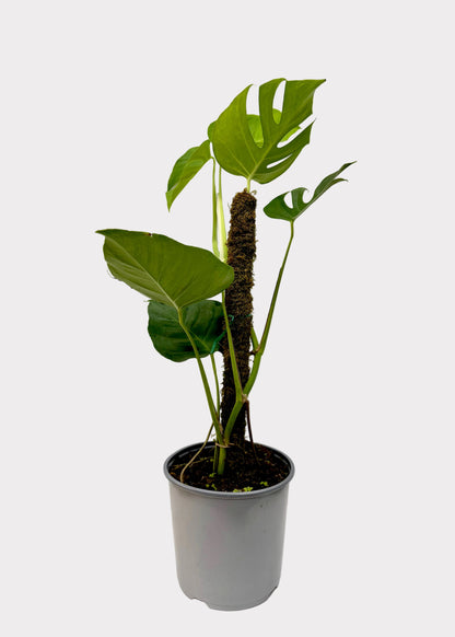 Potted plant with large green leaves on a white surface and light gray background