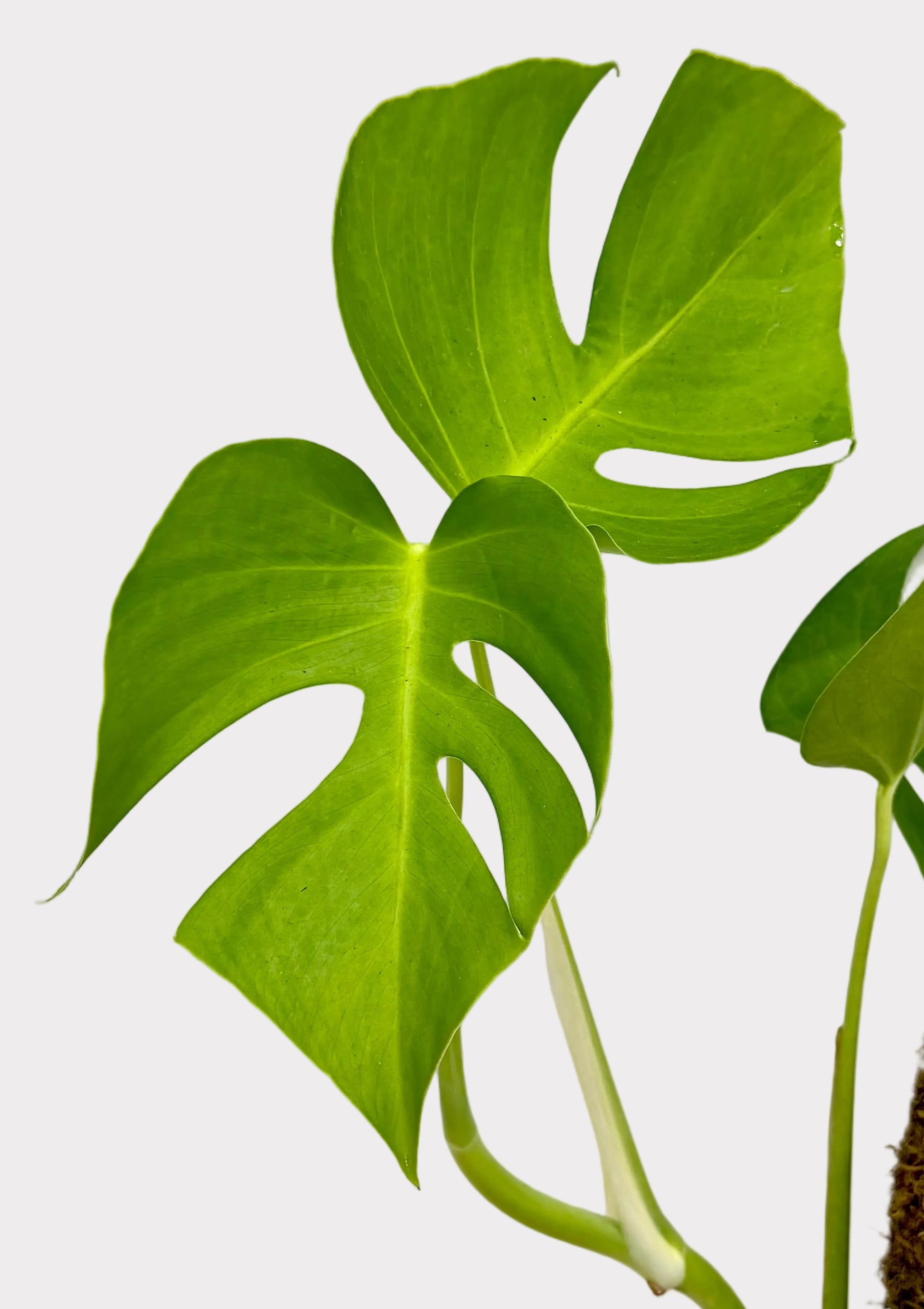 Monstera plant with green leaves against a white background
