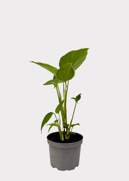Potted plant on a white surface with a light gray background
