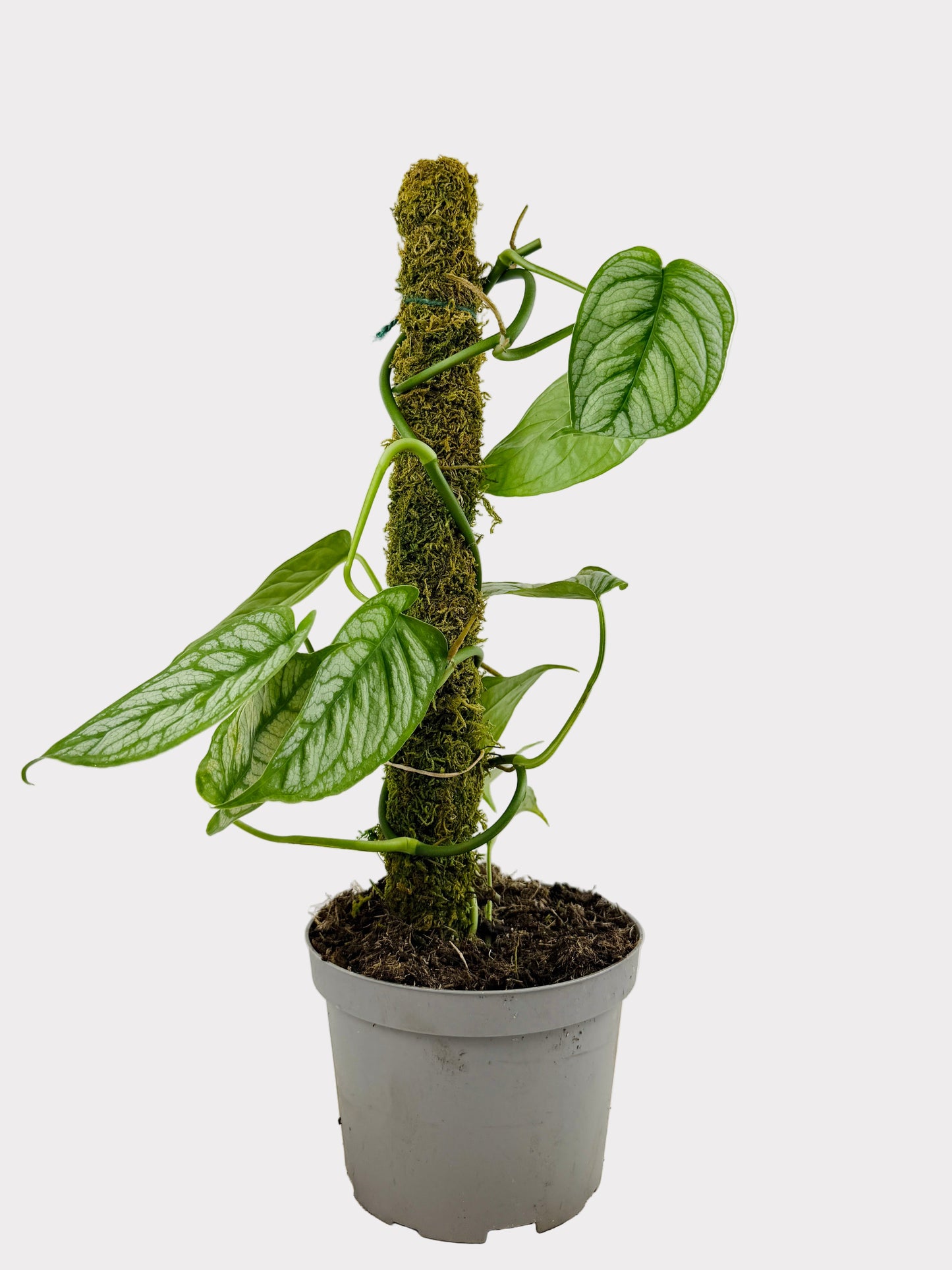 Monstera - Siltepecana