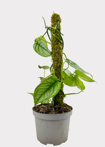 Monstera - Siltepecana