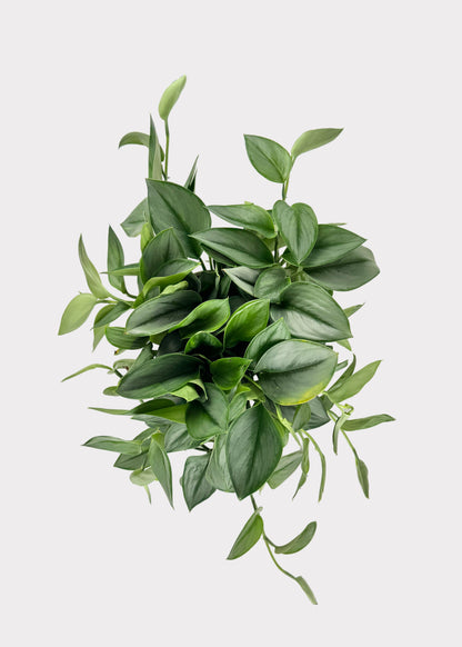 Scindapsus Treubii ‘Moonlight’ – Sterling Silver Pothos