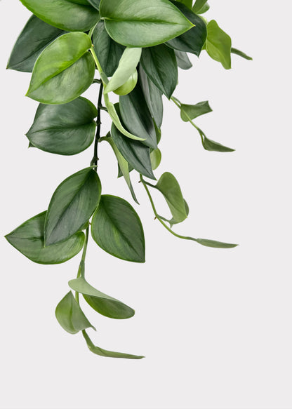 Scindapsus Treubii ‘Moonlight’ – Sterling Silver Pothos