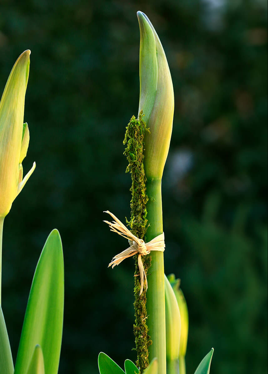 Close-up of green plant buds with a blurred natural background